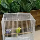 طيور زينه العدد 2