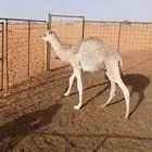 قعود