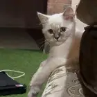 قط لتبني