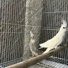 ذكر البينو منتج