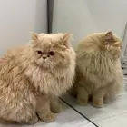 قطي عن عائلة بالهفوف
