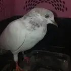 زغلول لاكا هندي
