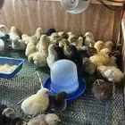 صوص دجاج مشكل