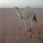ثلاث قعدان للبيع القعدان طيبه وبريات