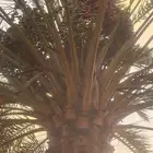 نخل حلوه مثمر ارتفاع اكثر من اربعه متر