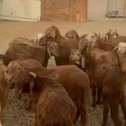 سواكن جنوب جده
