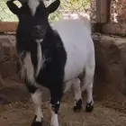 فحول قزمي صنف