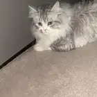 قط للتبني
