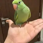 دره هنديه جداا أليفه للبدل مع زوج دره