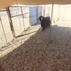 تيس حبشي خصم فحل