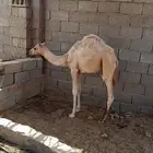 قعود للبيع جزر