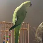 انثى دره هنديه