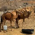 قعدان عدد 4 للبيع