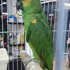 ببغاء أمازوني
