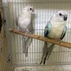 براكيت