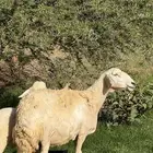 شاه حريه صنف وجرم عالي م شاء الله يتبعها طلي ذبيحه