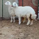 للبيع رخال حريات طرف وظهر