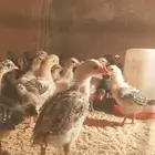 للبيع صيصان دجاج بلدي  بيض بلدي