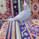 فرخ كروان