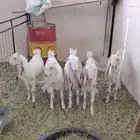 جفار البيع مطورات عددها خمسه 3 جفرات وعدد 2 تيس