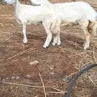 رخل (تم البيع)