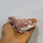 فرخ كروان البينو و فرخ وايت فيس