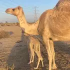 ناقه خلفه مشروطه