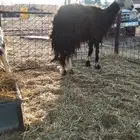 للبيع شاتين مضاريع