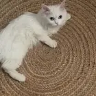 قطط