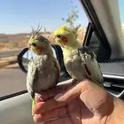فروخ كروان وروز