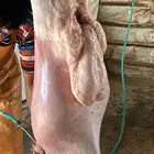 ذبائح ذبيحه طازجه ثلاجه مفطح نجدي حري نعيم