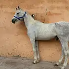 حصان واهو حفيد شنقهاي