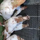 حمام باكستاني