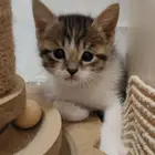 قطط صغيره للتبني
