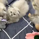 قطط قطة قط قطه