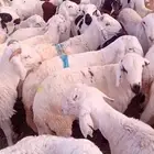 سواكن جذعان