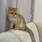 سكوتش ستريت للبيع
