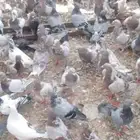 حمام زاجل سلفر وكريمي و فرنسي سلفر