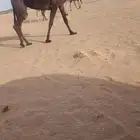 ضروبه بكر مبيوع ولدها