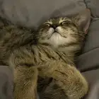 قط الليف شيرازي