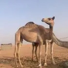 بكره