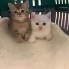 بسه
