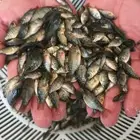 زريعه سمك البلطي