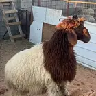 ذبايح نعيم جزله