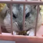 هامستر سوري