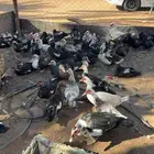 للبيع بط مسكوفي