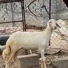رخله
