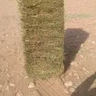 علف بلو بنك
