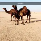 خلفه طيبه معها بكره