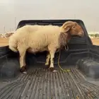 فحل نعيم للبيع
